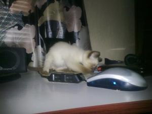 Прикачена снимка