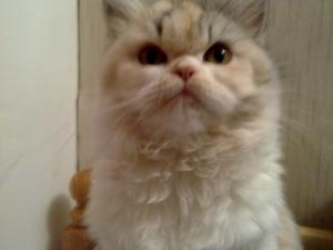 Прикачена снимка