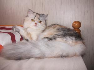 Прикачена снимка