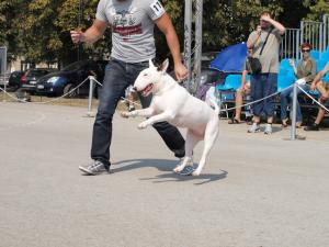 Прикачена снимка