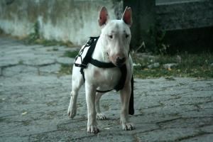 Прикачена снимка