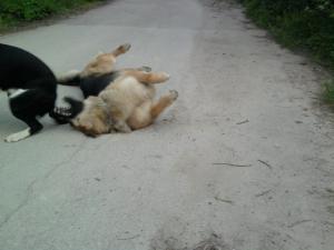 Прикачена снимка