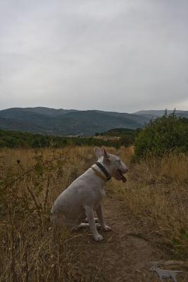 Прикачена снимка