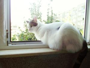 Прикачена снимка