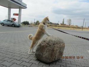 Прикачена снимка