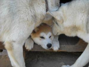 Прикачена снимка