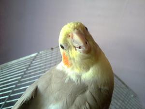 Прикачена снимка