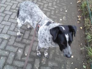 Прикачена снимка