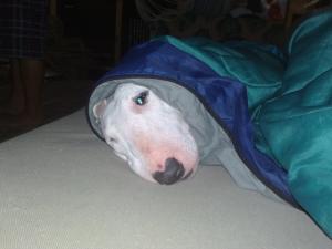 Прикачена снимка