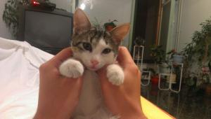 Прикачена снимка