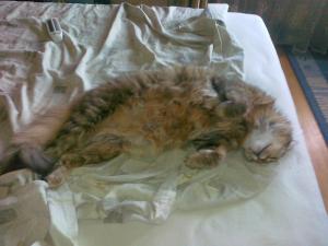 Прикачена снимка