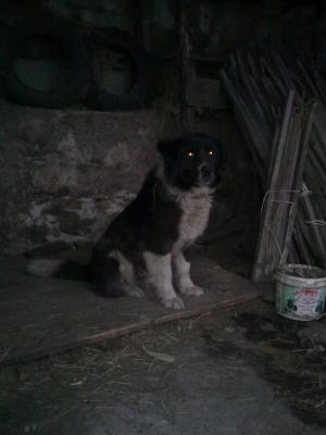 Прикачена снимка