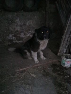 Прикачена снимка