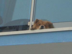 Прикачена снимка
