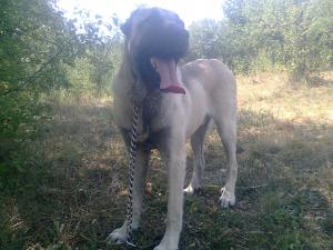 Прикачена снимка