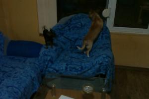Прикачена снимка