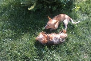 Прикачена снимка