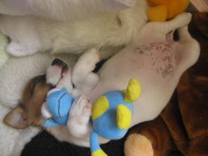 Прикачена снимка