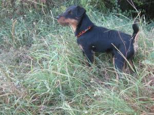 Прикачена снимка