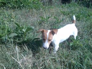 Прикачена снимка