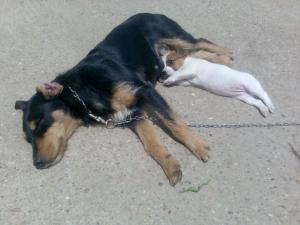 Прикачена снимка