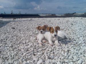 Прикачена снимка