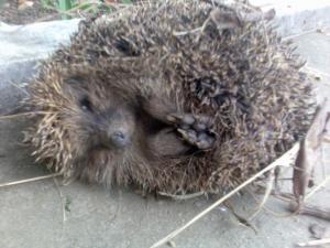 Прикачена снимка