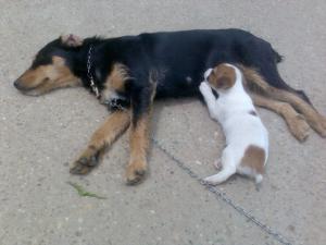 Прикачена снимка