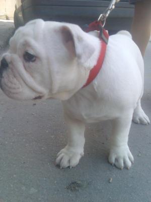 Прикачена снимка