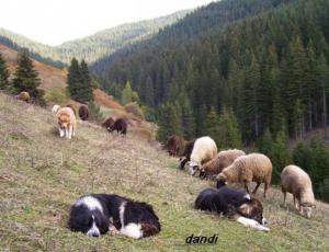 Прикачена снимка