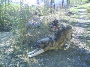 Прикачена снимка