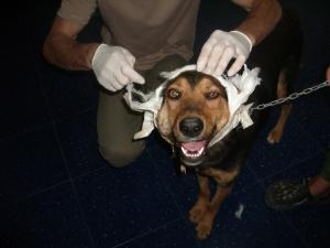 Прикачена снимка