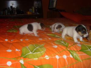 Прикачена снимка