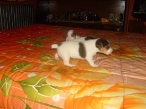 Прикачена снимка