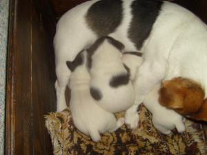 Прикачена снимка