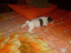 Прикачена снимка