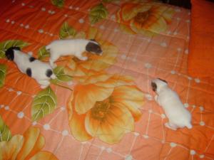 Прикачена снимка