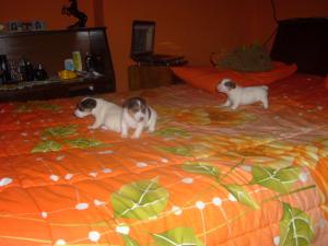 Прикачена снимка