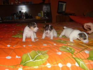 Прикачена снимка