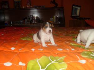 Прикачена снимка