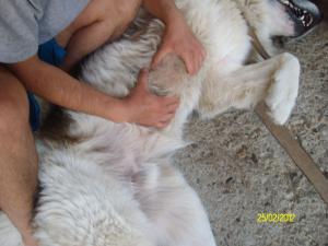 Прикачена снимка