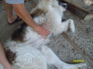 Прикачена снимка