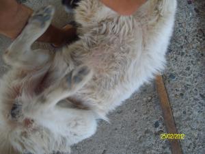 Прикачена снимка