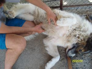 Прикачена снимка