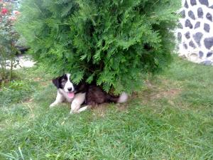 Прикачена снимка