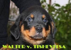 Прикачена снимка