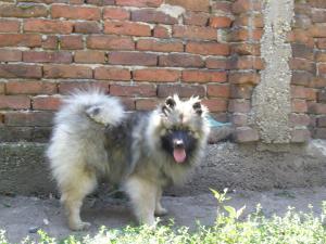 Прикачена снимка