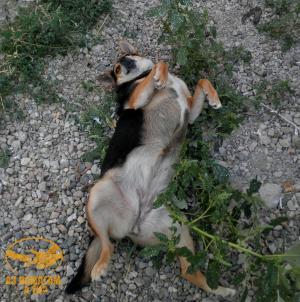 Прикачена снимка