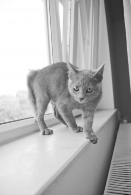 Прикачена снимка