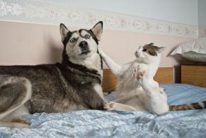Прикачена снимка